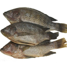 frischer gefrorener ganzer Tilapia-Fisch zum Großhandelspreis